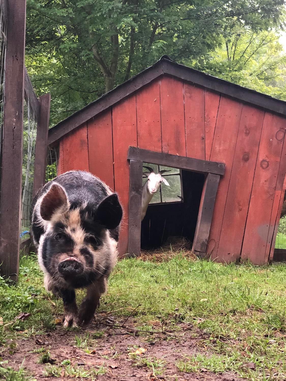 Villa The Renovated Barn At Seneca Rocks Esterno foto