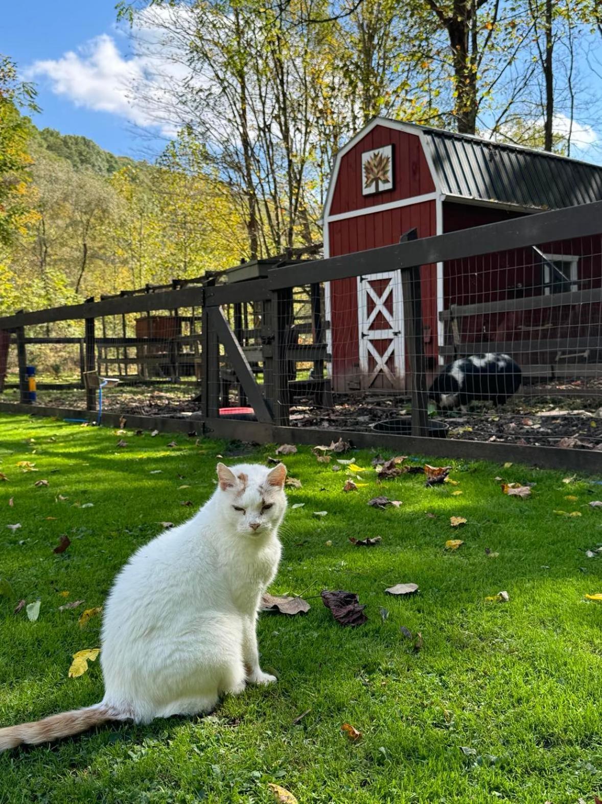 Villa The Renovated Barn At Seneca Rocks Esterno foto
